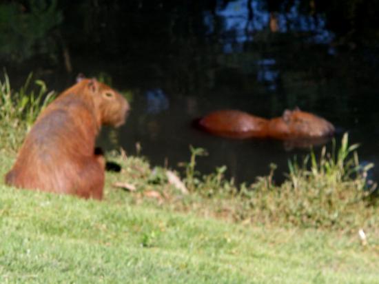 BIGGEST RODENT ON EARTH - 1.60 METER - 60 KG