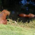BIGGEST RODENT ON EARTH - 1.60 METER - 60 KG