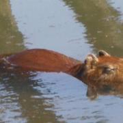 THEY SWIM AND ARE HERBIVORS