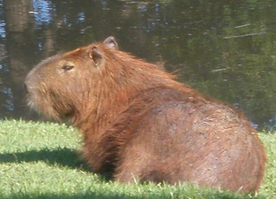 CAPIVARA