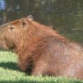 CAPIVARA