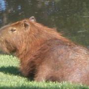 CAPIVARA