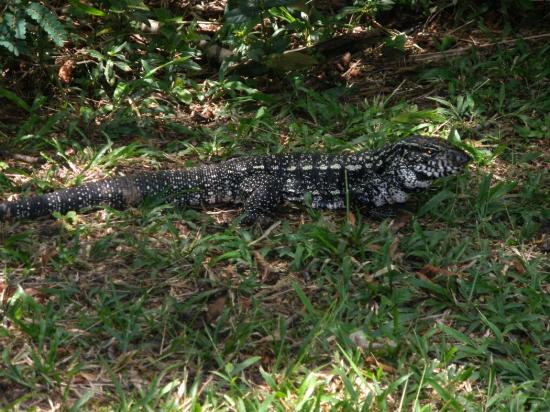 VARAN ON CORCOVADO