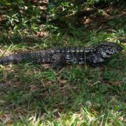 VARAN ON CORCOVADO